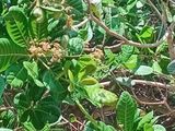 අක්කර 6 ක ඉඩම විකිණීම - Wanathavillu
