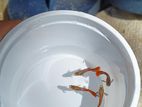 Akshai Guppy Fish