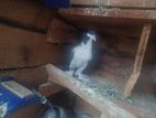 ALA PIEGON