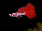 Albini Red Tail Snakeskin Guppies