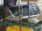 Albino Afrcan Love Birds (pair)