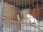 Albino African Lovebirds