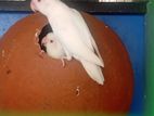 Albino African Female Birds
