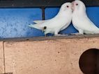 Albino African Bird