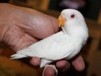 Albino African Lovebirds