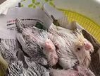 Albino and butterfly cockatiel chicks