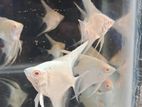 Albino Angels