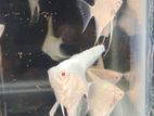 Albino Angel Fish