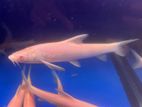 Albino Aral Barbel Fish