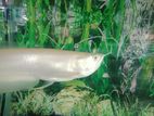 Albino Arawana Fish