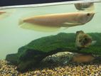 Albino Arawana Fish