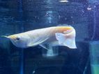 Albino Arowana 12 Inch