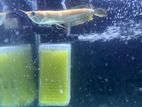 Albino Arowana 8’’ Fish