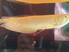 Albino Arowana and Silver