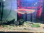 Albino Arowana Fish 12 Inch