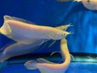 Albino Arowana fish