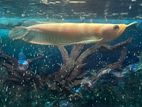 Albino Arowana Fish