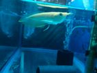 Albino Arowana Fish
