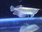Albino arowana fish
