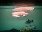 Albino Arowana Fish