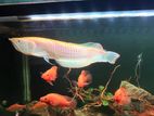 Albino Arowana