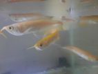 Albino Arowana Fish