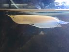 Albino Arowana