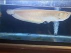 Albino Arowana Fish