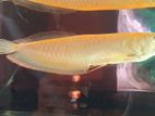 Albino Arowana