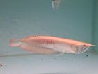 Albino Arowana