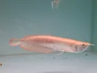 Albino Arowana