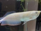 Albino Arowana