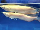 Albino Arowana