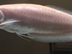 Albino Arowana