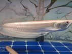 Albino Arowana