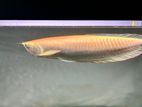 Albino Arowana Fish