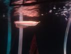 Albino Arowana