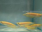 Albino Arowana