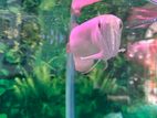Albino Arowana Fish