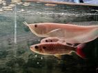 albino arowana