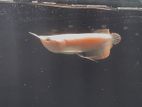 Albino Arowana