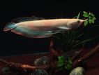 Albino Arowana