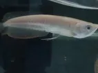 Albino Arowana