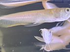 Albino Arowana