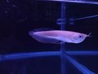 Albino Arowana