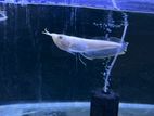 Albino Arowana