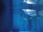 Albino Arowana Pink Eye