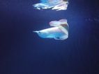 Albino Arowana Pink Eye