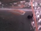 Albino Arowana Red Eye Fish