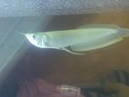 Albino Arowana Red Eye